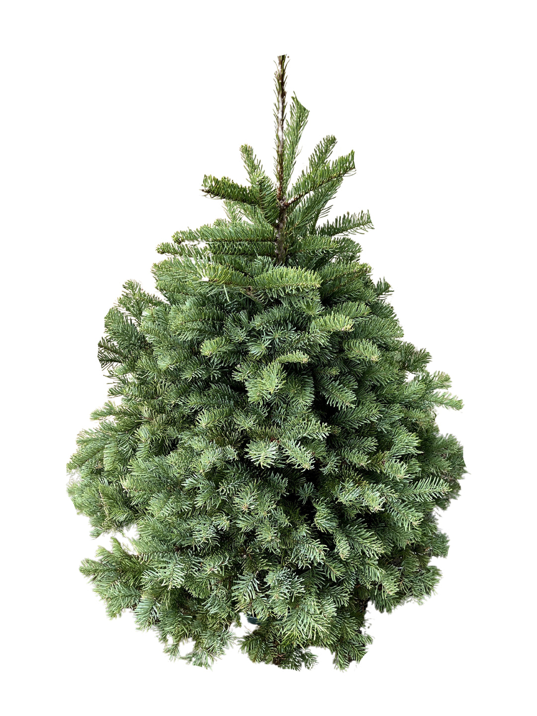 Noble Fir