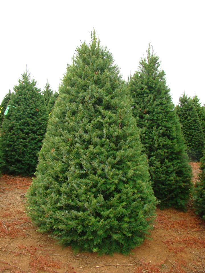 Douglas Fir