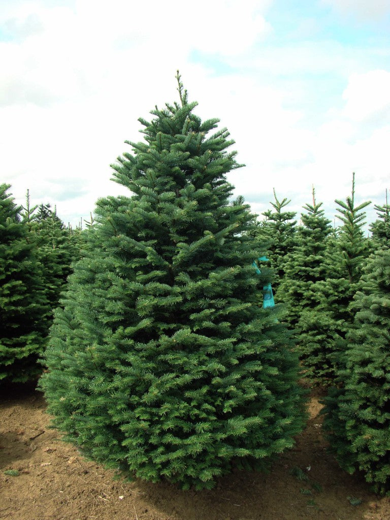 Noble Fir