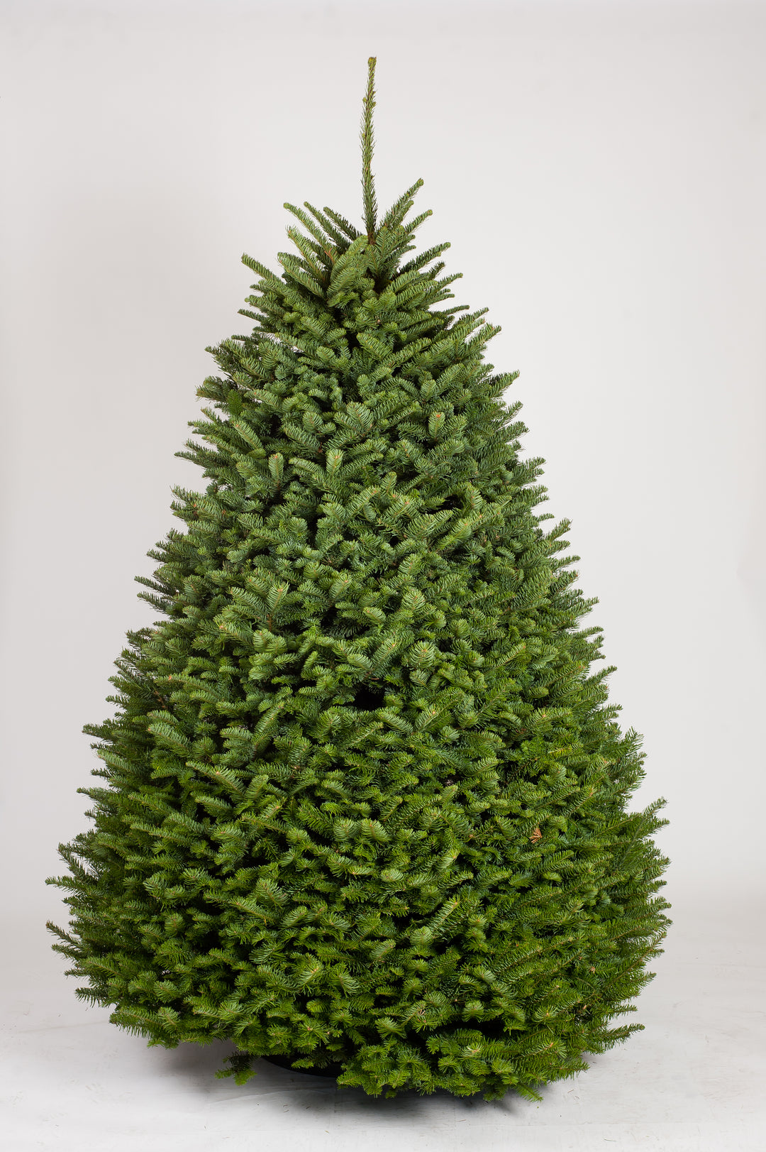 Noble Fir