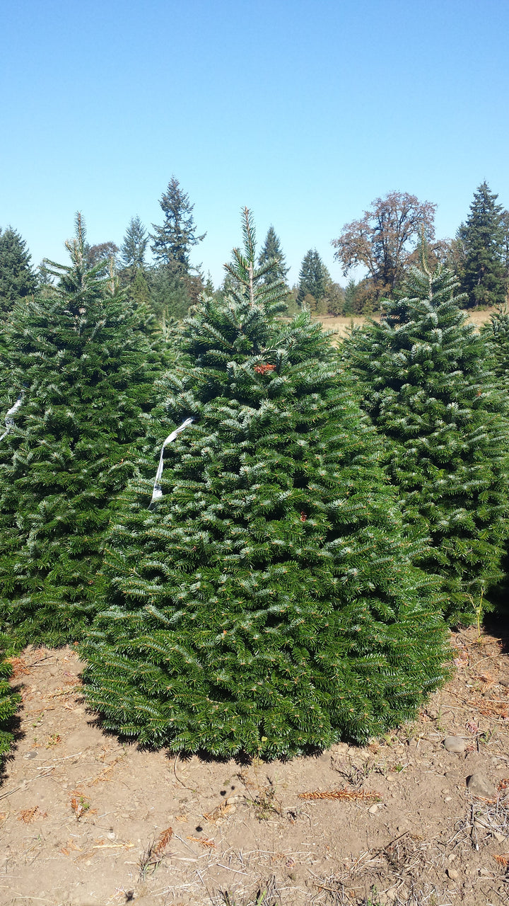 Nordmann Fir