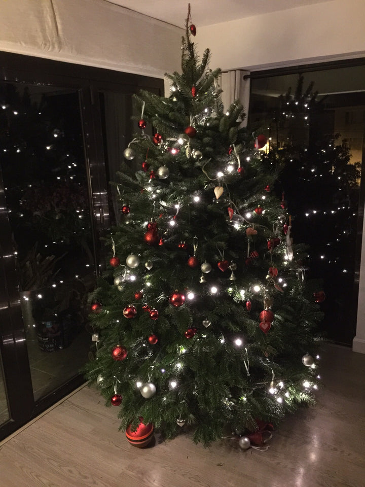 Nordmann Fir